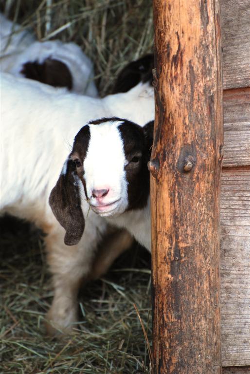 Würzburg/Randersacker: Ziegen auf Straßen gesichtet