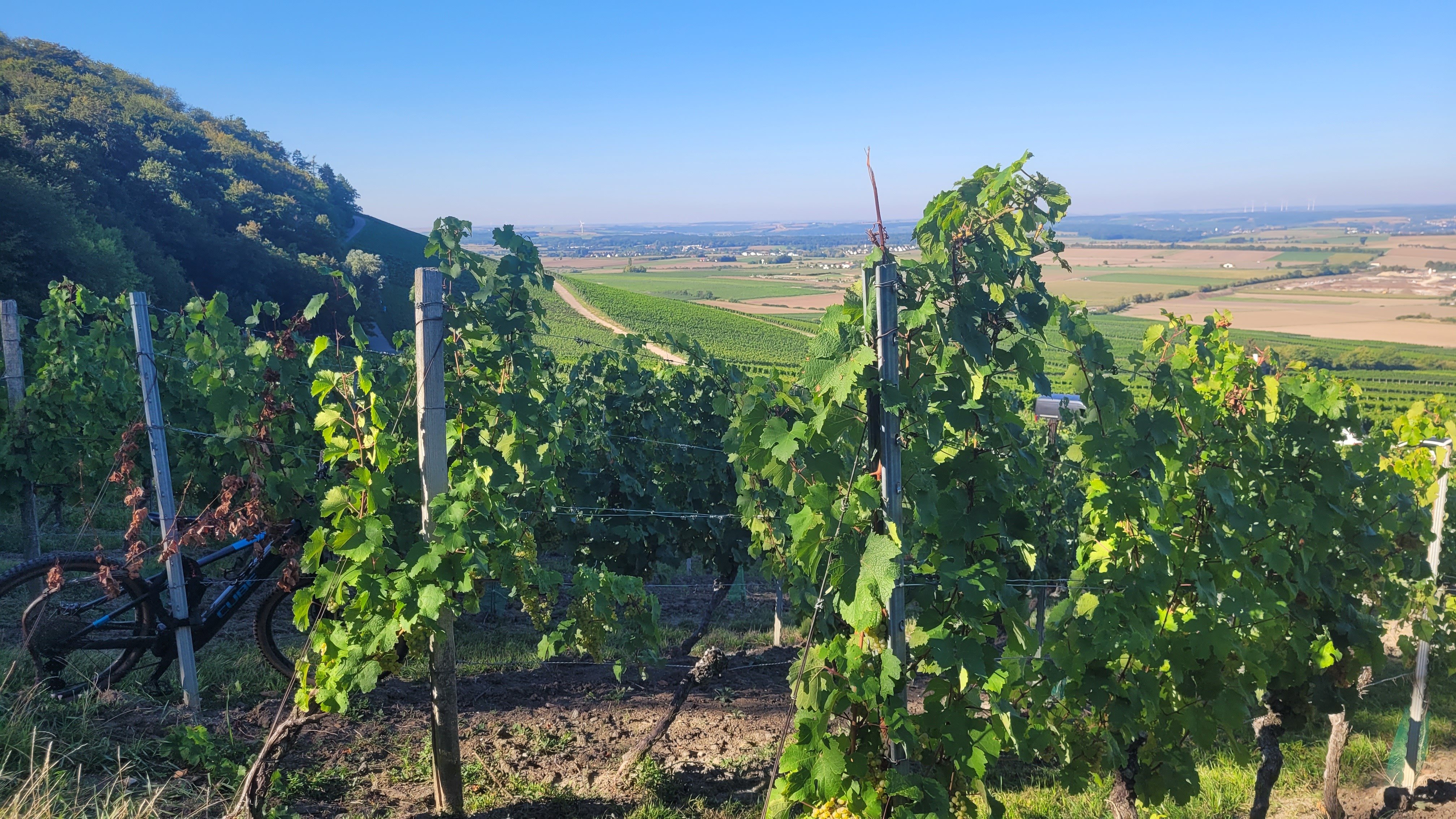 Mainfranken: Hohe Qualität im Weinjahrgang 2024