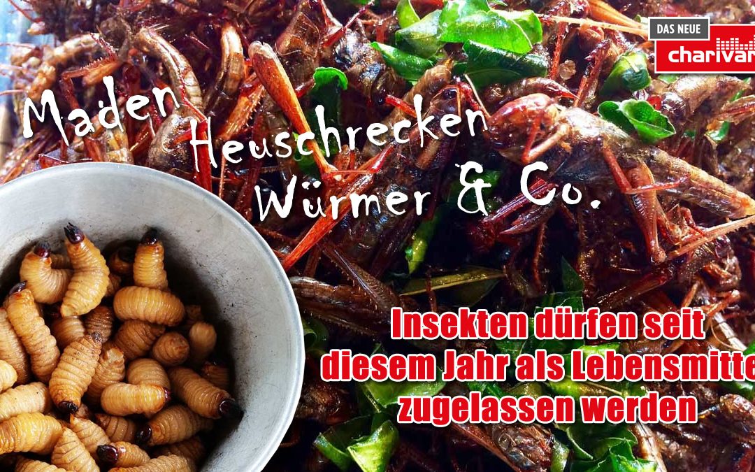 Insekten dürfen seit diesem Jahr als Lebensmittel zugelassen werden