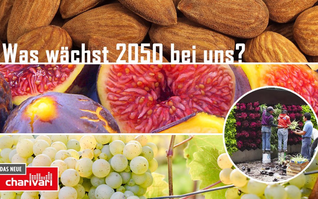 Was wächst 2015 bei uns?