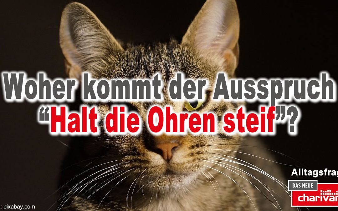 Die Charivari Alltagsfragen